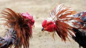 ข่าวไก่ชน